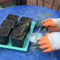 Обрабатываем нижнюю часть черенка корнестимулирующим препаратом. В грунте делаем небольшие лунки и высаживаем черенки под наклоном примерно 45°