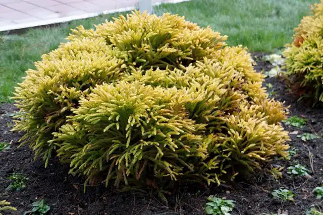 Туя западная «Голден Таффет» (Thuja occidentalis 'Golden Tuffet')