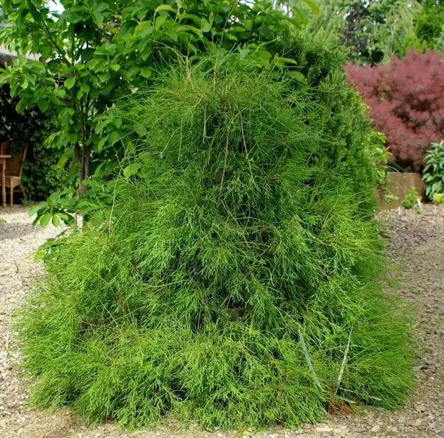 Туя западная «Филиформис» (Thuja occidentalis 'Filiformis')