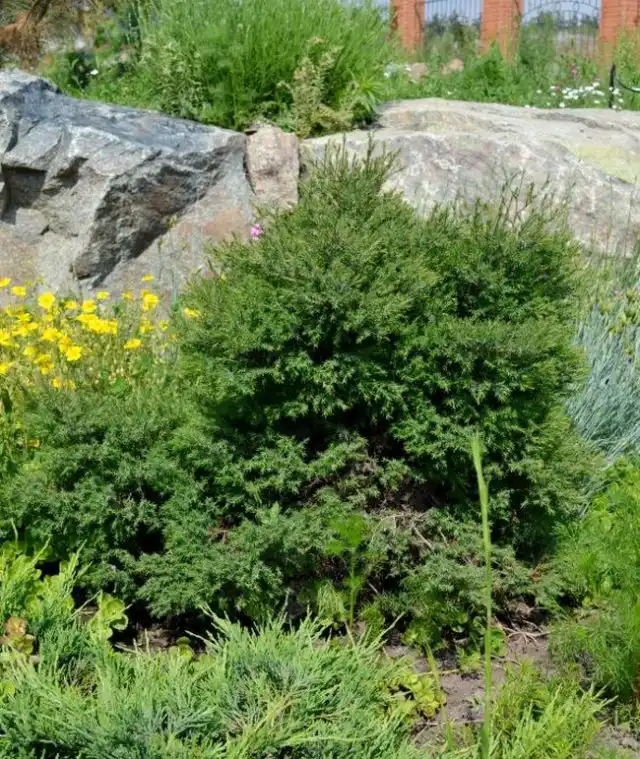 Туя западная вересковидная (Thuja occidentalis f. ericoides)