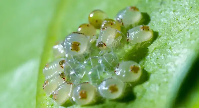 Яйца паутинного клеща