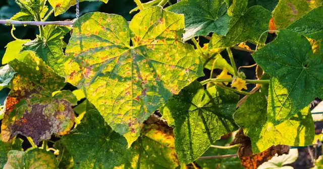 Следы поражения на листьях