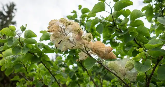 Пораженная ветка дерева