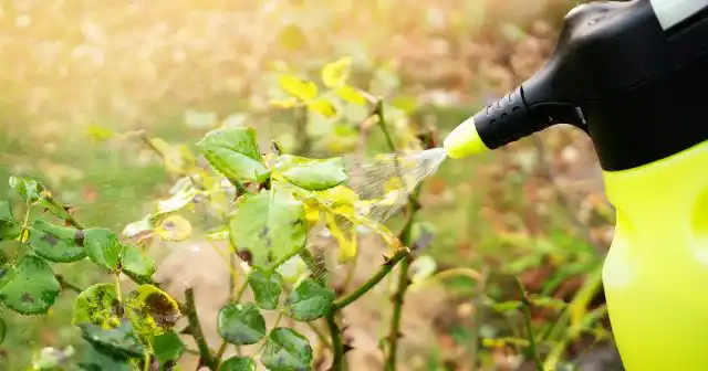 Обработка растений защитными растворами