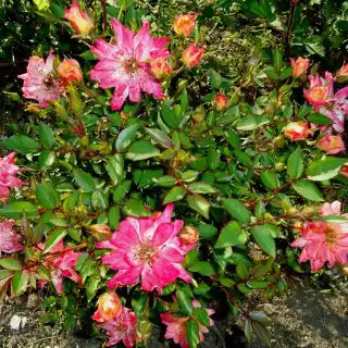 Растрёпанная роза ’Baby Masquerde’