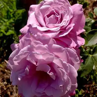 Лучший вариант цвета розы ‘Blue Parfum’