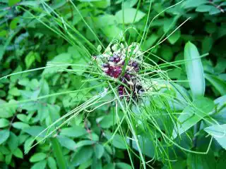 Предположительно лук крупнотычинковый