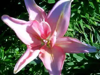 Вот такая лилия ‘Aphrodite‘