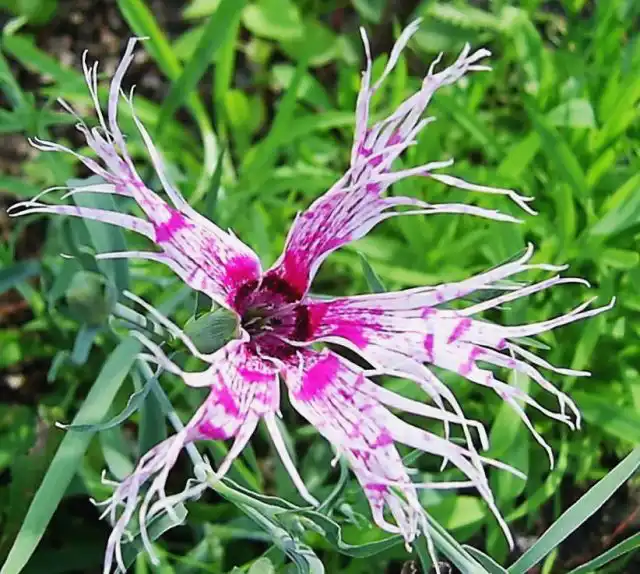 Гвоздика пышная — так выглядит большинство растений из смеси