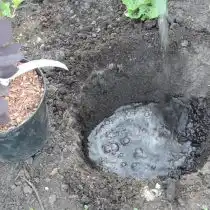 Сделайте посадочную ямку и хорошо пролейте её