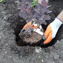 Извлеките саженец из горшка и посадите его