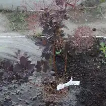 Полейте скумпию. Одной лейки воды будет достаточно для полива