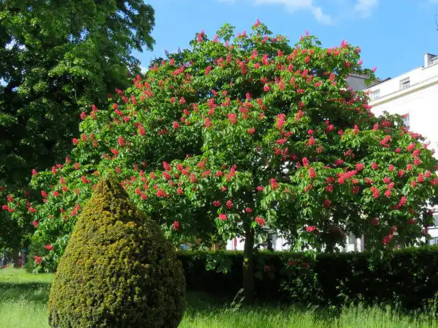 Конский каштан «Бриоти» (Aesculus carnea 'Briotii')