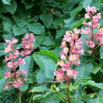 Конский каштан «Маргината» (Aesculus carnea 'Marginata')