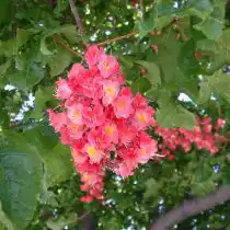 Конский каштан «Форт МакНайр» (Aesculus carnea 'Fort McNair')