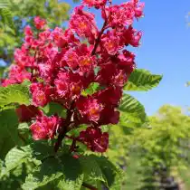 Конский каштан «Онейл Ред» (Aesculus carnea 'O'Neill Red')