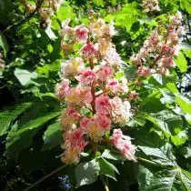 Конский каштан «Плантиренсис» (Aesculus carnea 'Plantierensis')