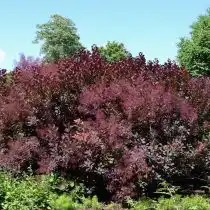 Скумпия «Роял Пурпл» (Royal Purple)
