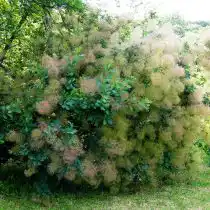 Скумпия «Янг Леди» (Young Lady)