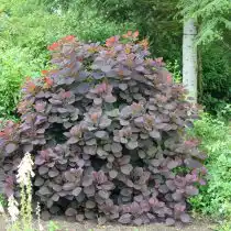 Скумпия «Грейс» (Grace)