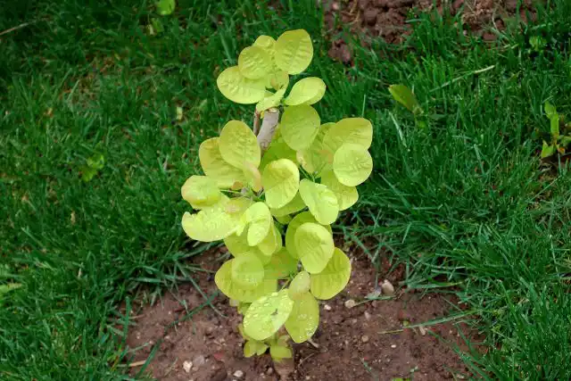 Молодые растения скумпии следует поливать обильно и регулярно