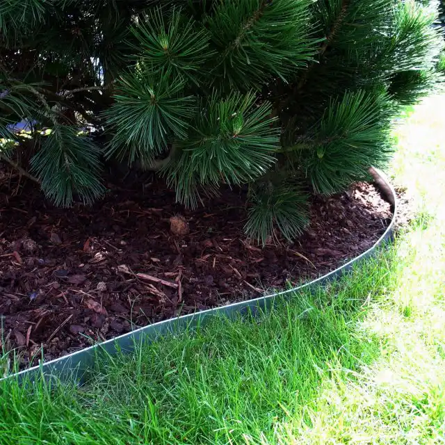 Бордюрная лента вокруг хвойного растения