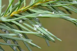 Хермес имеет защитный покров в виде белого пушистого налета