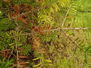 Сильно пораженные еловым паутинным клещом иглы становятся бурыми и опадают