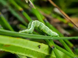 Во время вспышек нашествия гусеницы сосновой пяденицы съедают практически всю хвою деревьев