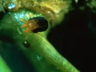 Еловый паутинный клещ