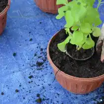 Высадите рассаду в горшок