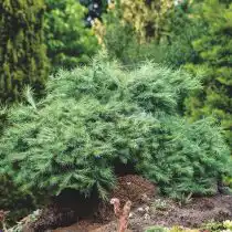 Лиственница японская (Larix kaempferi), сорт «Блу дварф» (Blue Dwarf) 