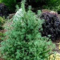 Лиственница американская, или восточная (Larix laricina), сорт «Дебора Ваксмен» (Deborah Waxman)