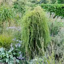 Европейская лиственница (Larix decidua), сорт «Пули» (Puli)