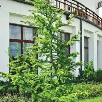 Лиственница японская (Larix kaempferi), сорт «Диана» (Diana)