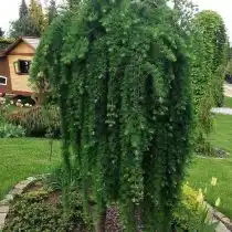 Лиственница японская (Larix kaempferi), сорт «Стиф випер» (Stiff Weeper)