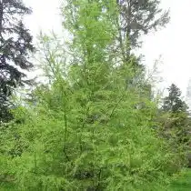 Лиственница сибирская (Larix sibirica)