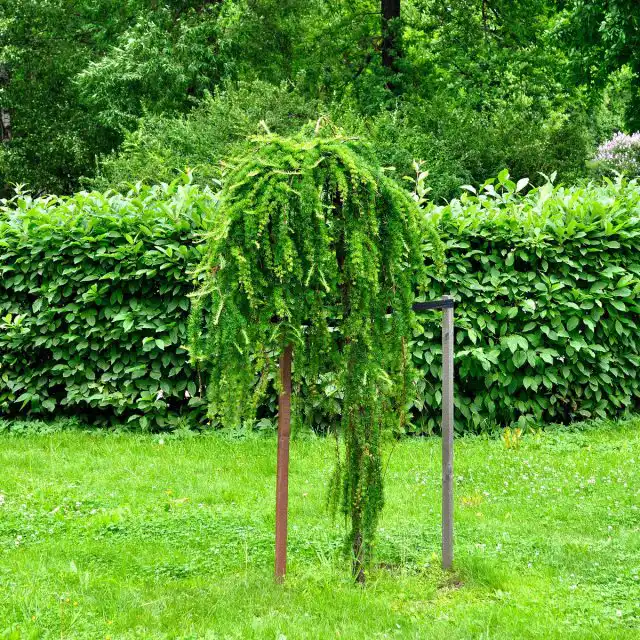 Выберите для лиственницы на своем участке такое место, где у дерева будет достаточно территории для роста