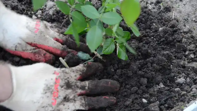 Як висадити саджанці троянд у