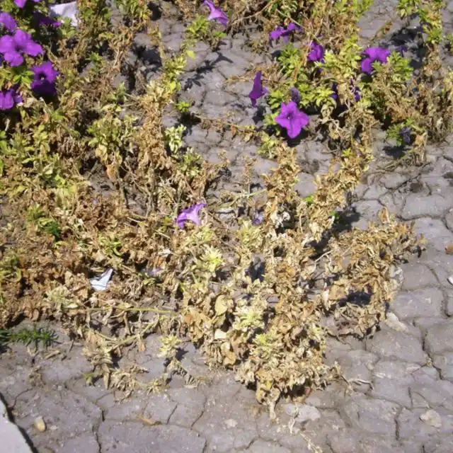 Засохший цветник