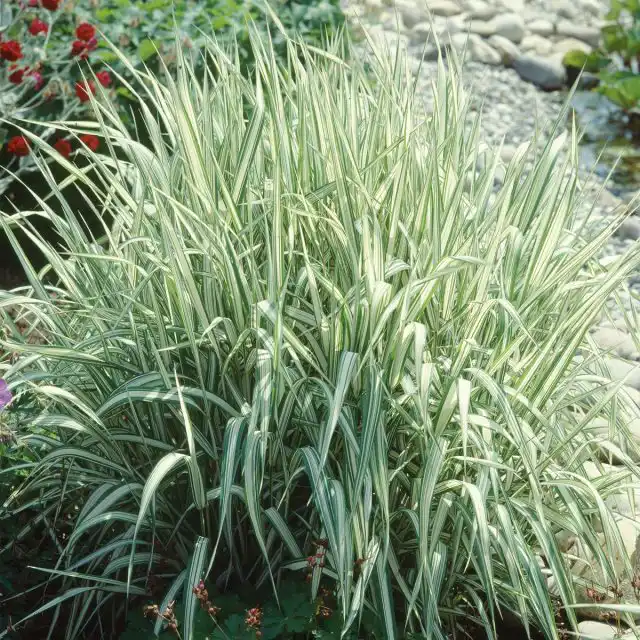 Пушистое объёмное растение фалярис