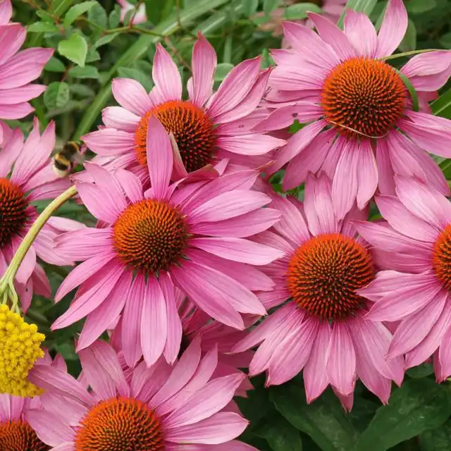 Не только красивый, но и лекарственный цветок эхинацея