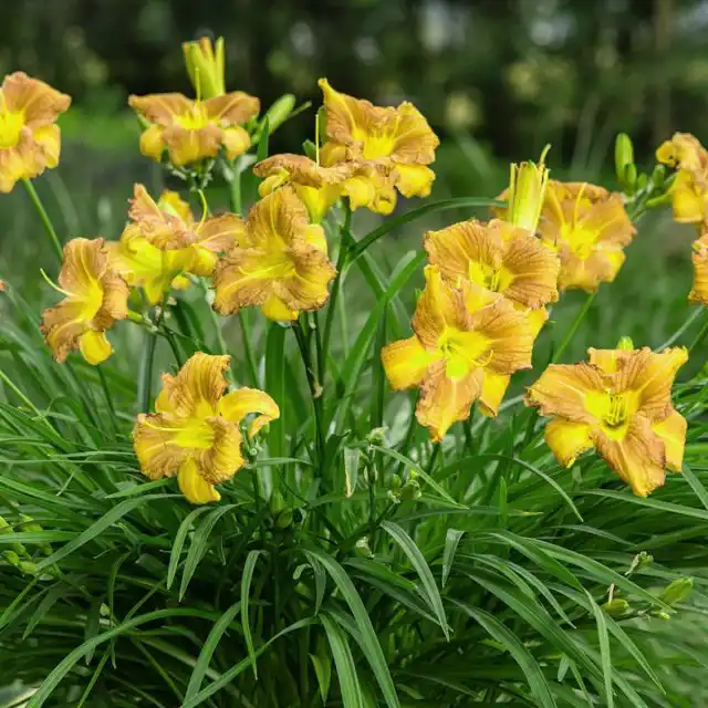 Солнечный лилейники станут украшением сада