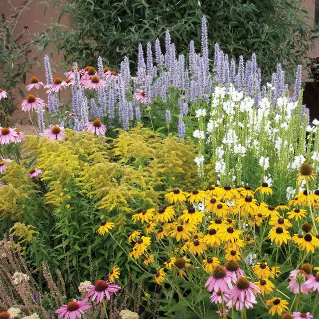 Яркий цветник на солнечном участке