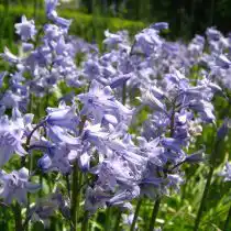 Гиацинтоидес испанский (Hyacinthoides hispanica), в прошлом — пролеска испанская (Scilla hispanica)