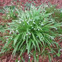 Лук странный (Allium paradoxum)