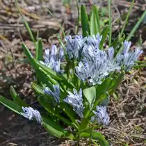 Пролеска пушкиниевидная (Scilla puschkinioides)