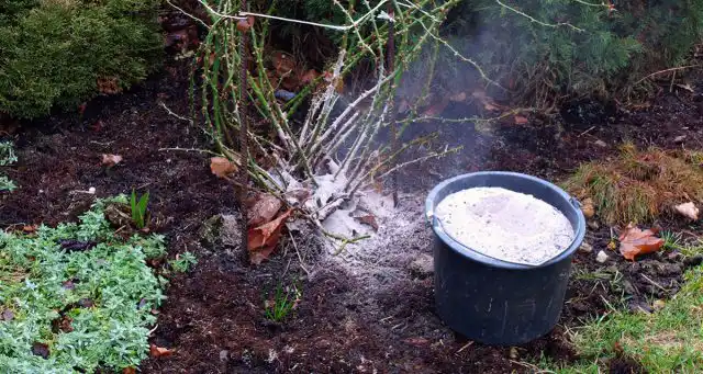 Зола – отличное органическое удобрение
