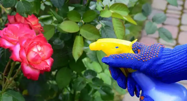 Опрыскивание розы раствором удобрения