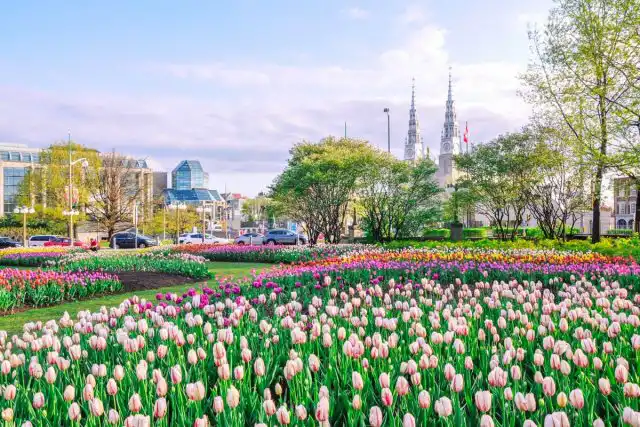 Оттаву по праву считают столицей тюльпанов Восточного полушария
